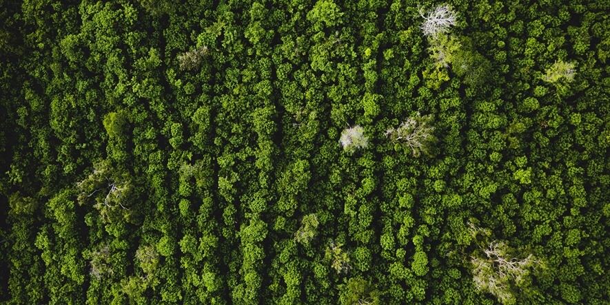 Aerial view of green trees with some white trees in the group