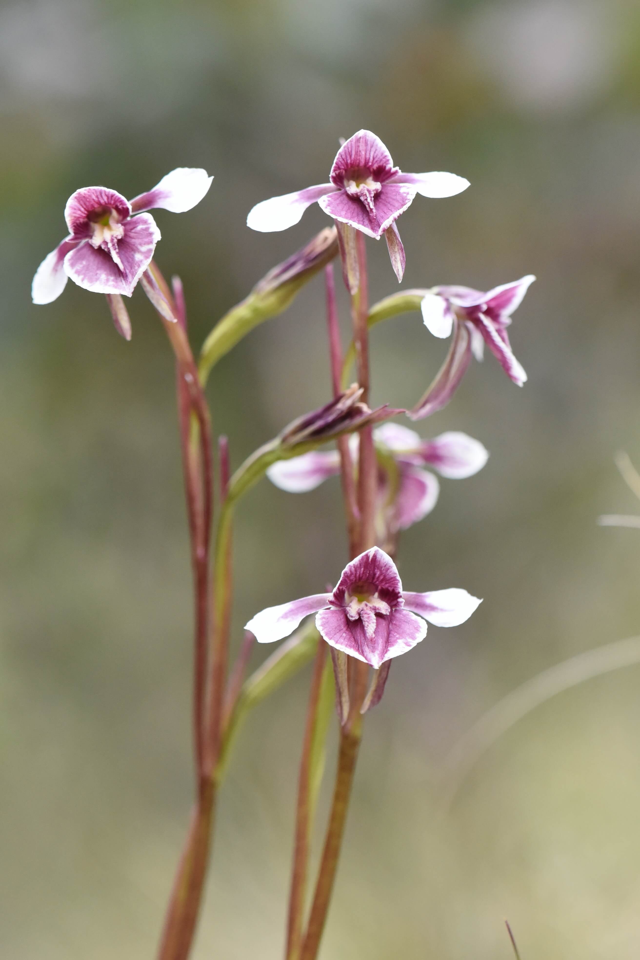 Bularr-Gulga Watuun orchid 