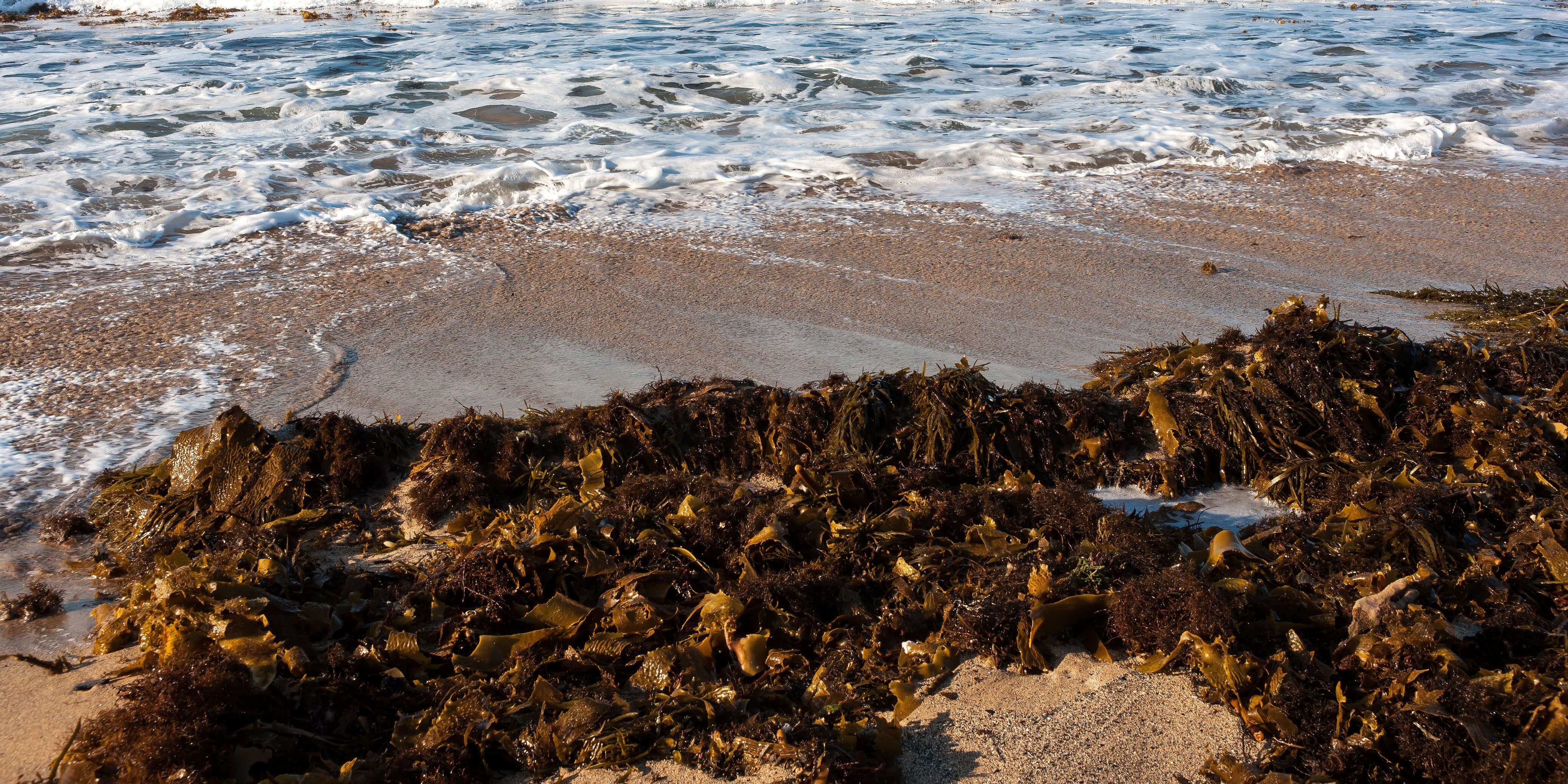 Kelp that has washed up on the beach is a source of food and shelter for many beach inhabitants.