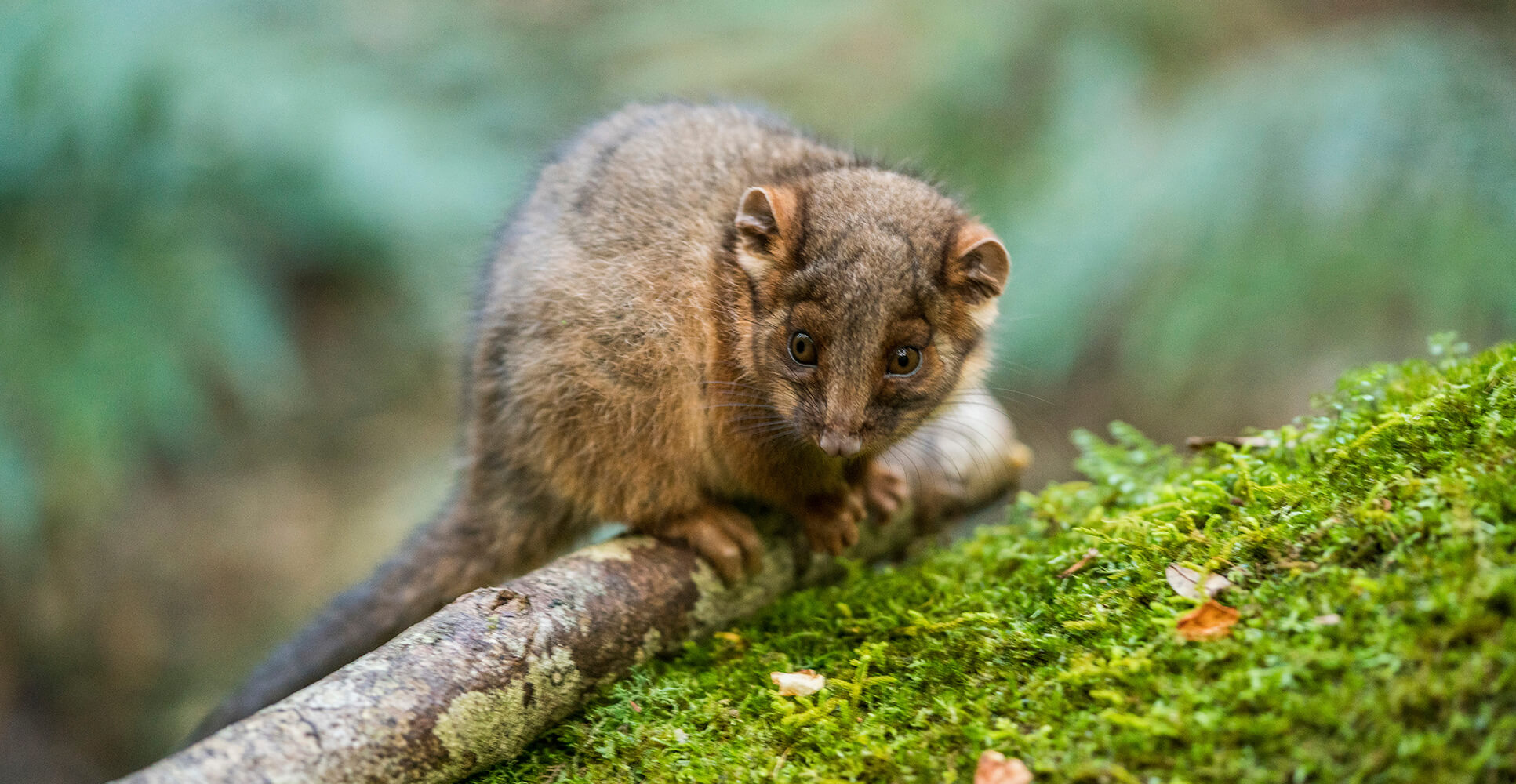 Possum sitting on a tree.