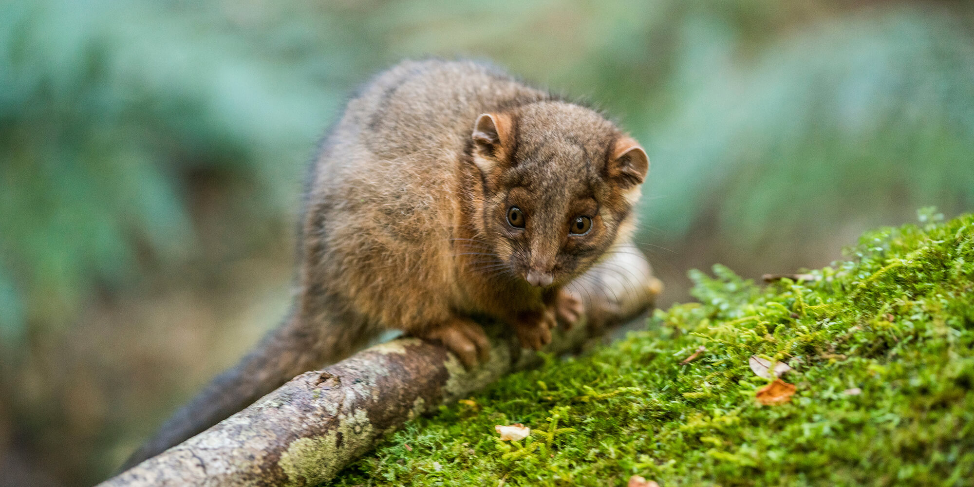 Possum sitting on a tree.