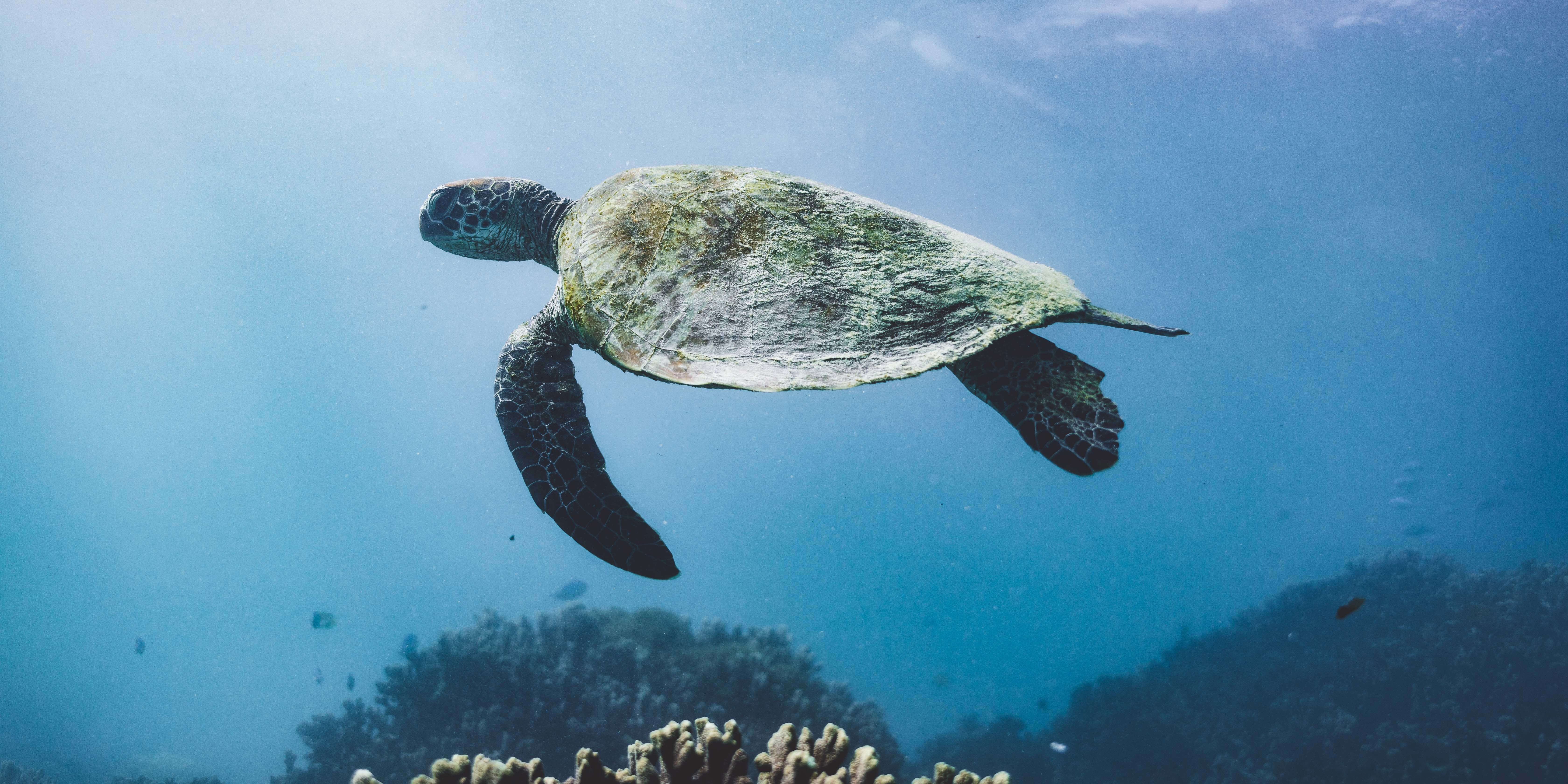 Underwater view of a green turtle swimming above corals.