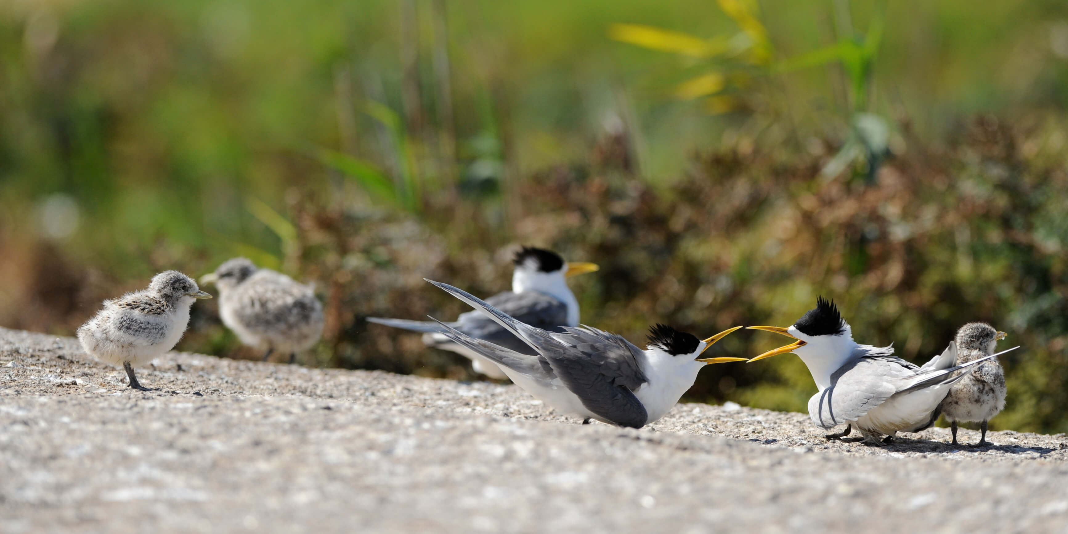 Two small black and white birds on a rock surrounded by their chicks.