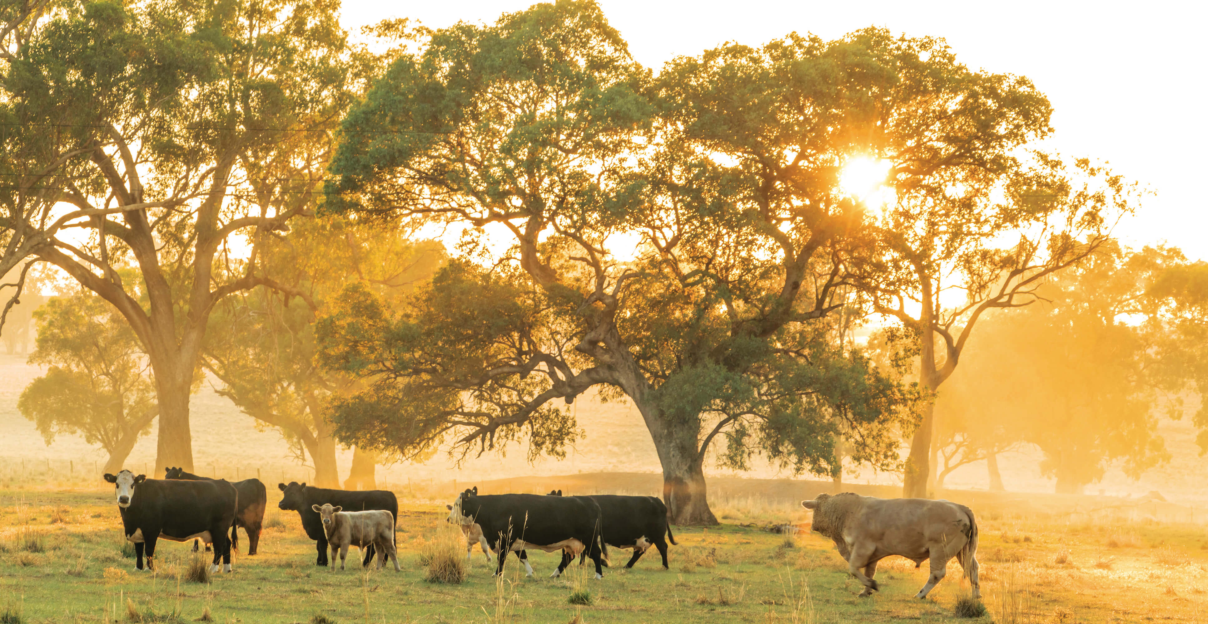 Cows at sunset eating grass surrounded by trees  Mandatory credit: Destination NSW 