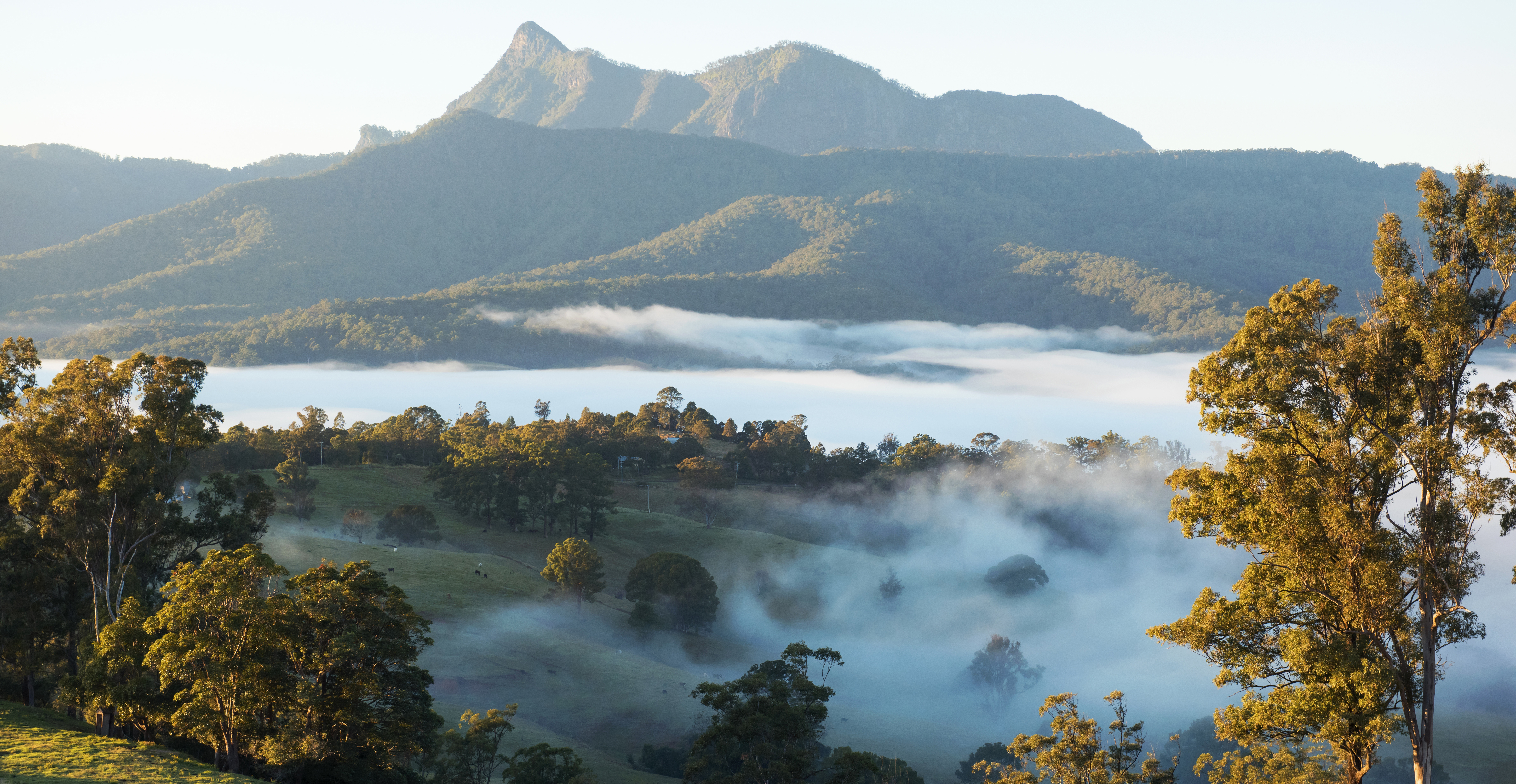  Landscape of trees with fog behind and mountains in the background in the Tweed Range in the North Coast of NSW
