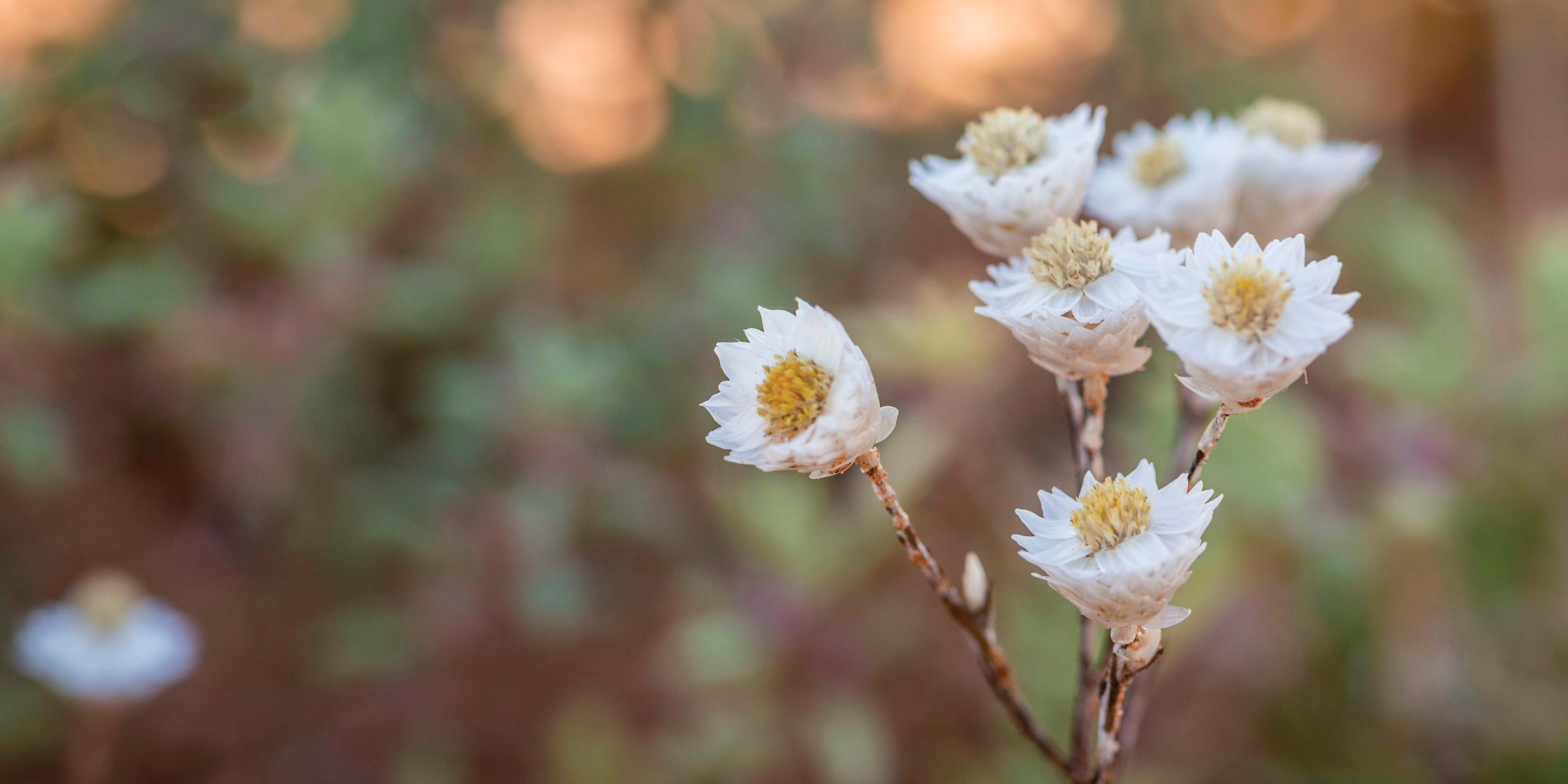 Close up view of a flower with white petals and a yellow centre. Blurred background