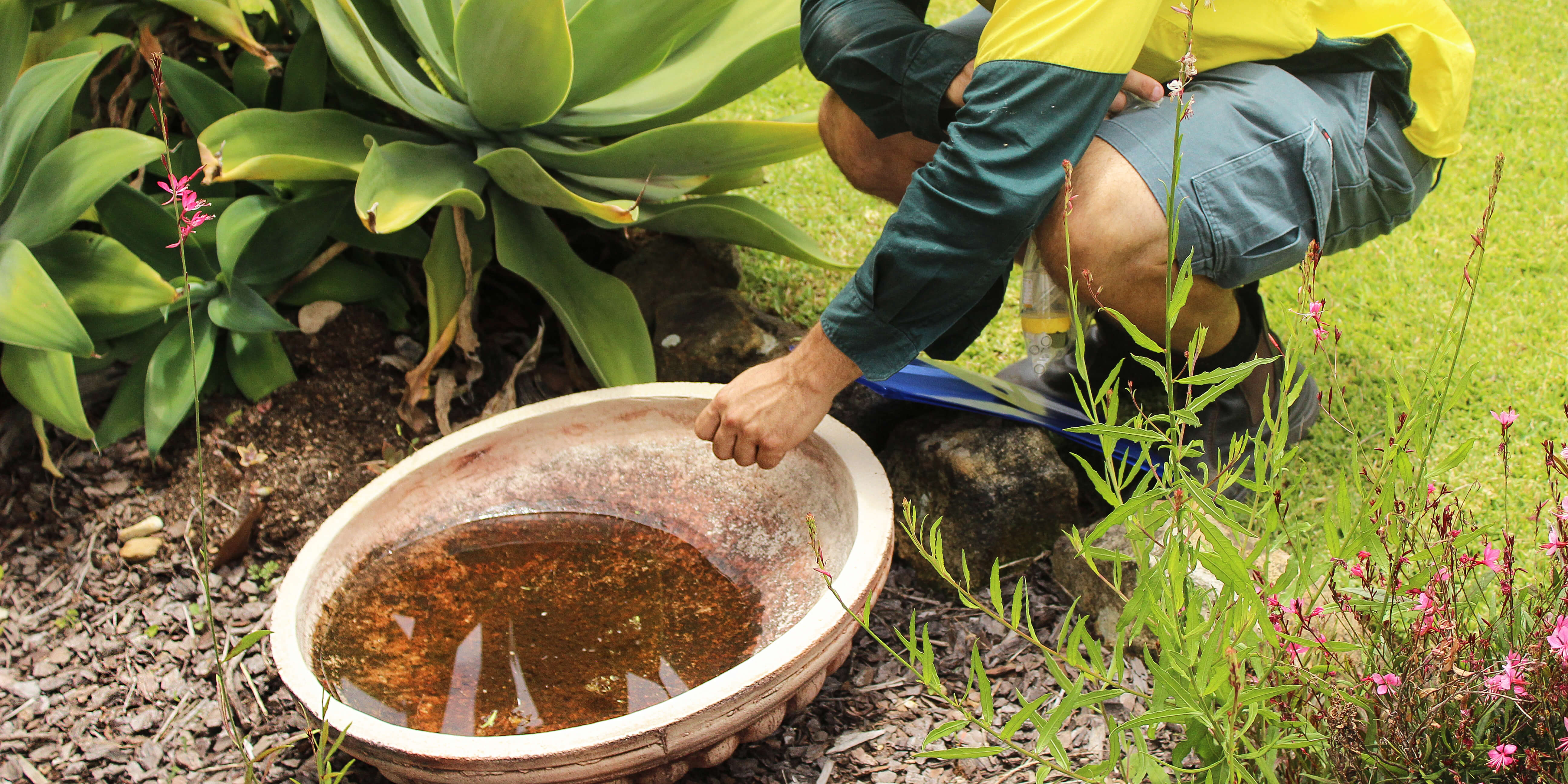 close up view of a man crouching over a large garden dish full of water