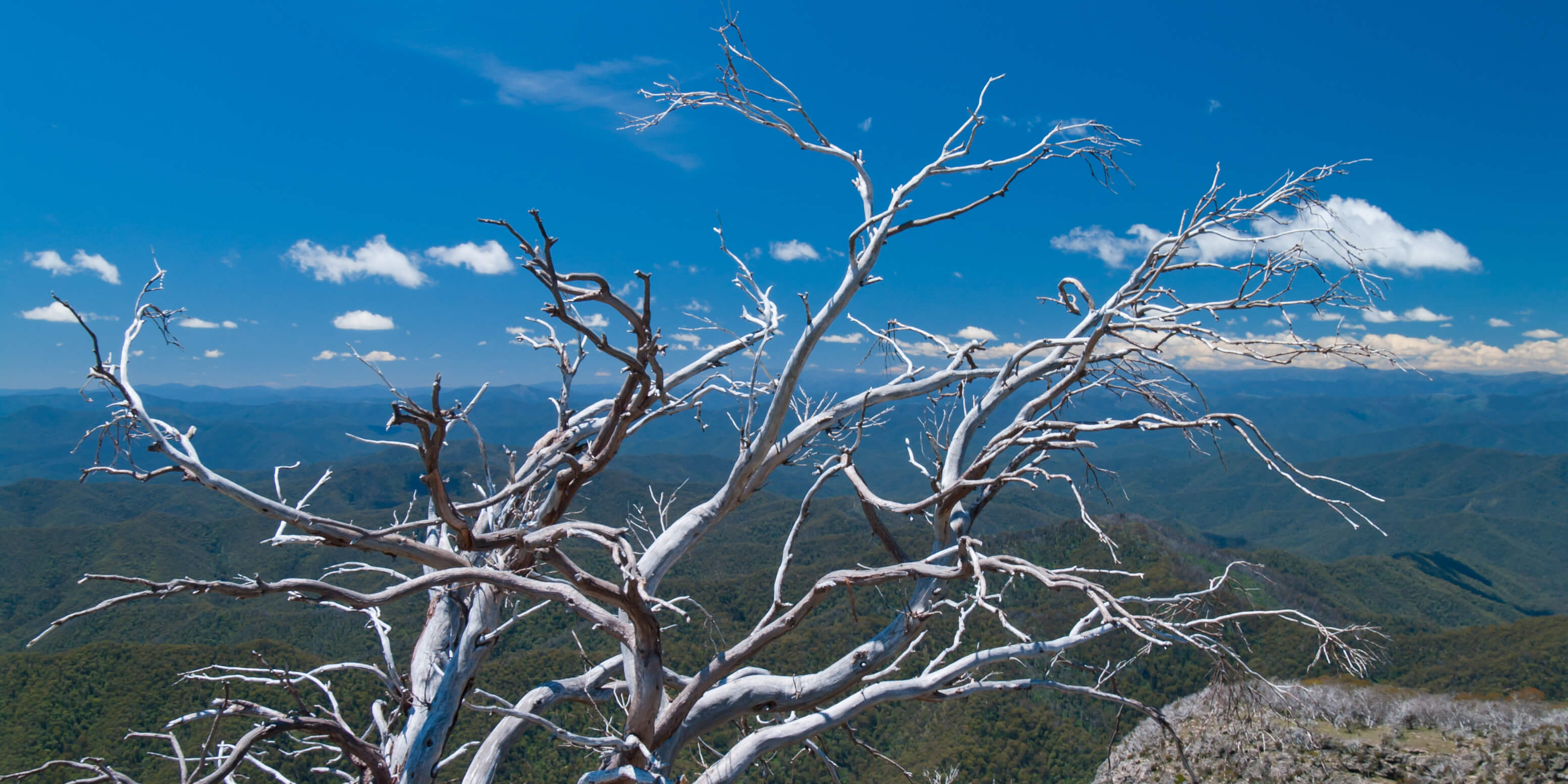 dead snow gum tree 