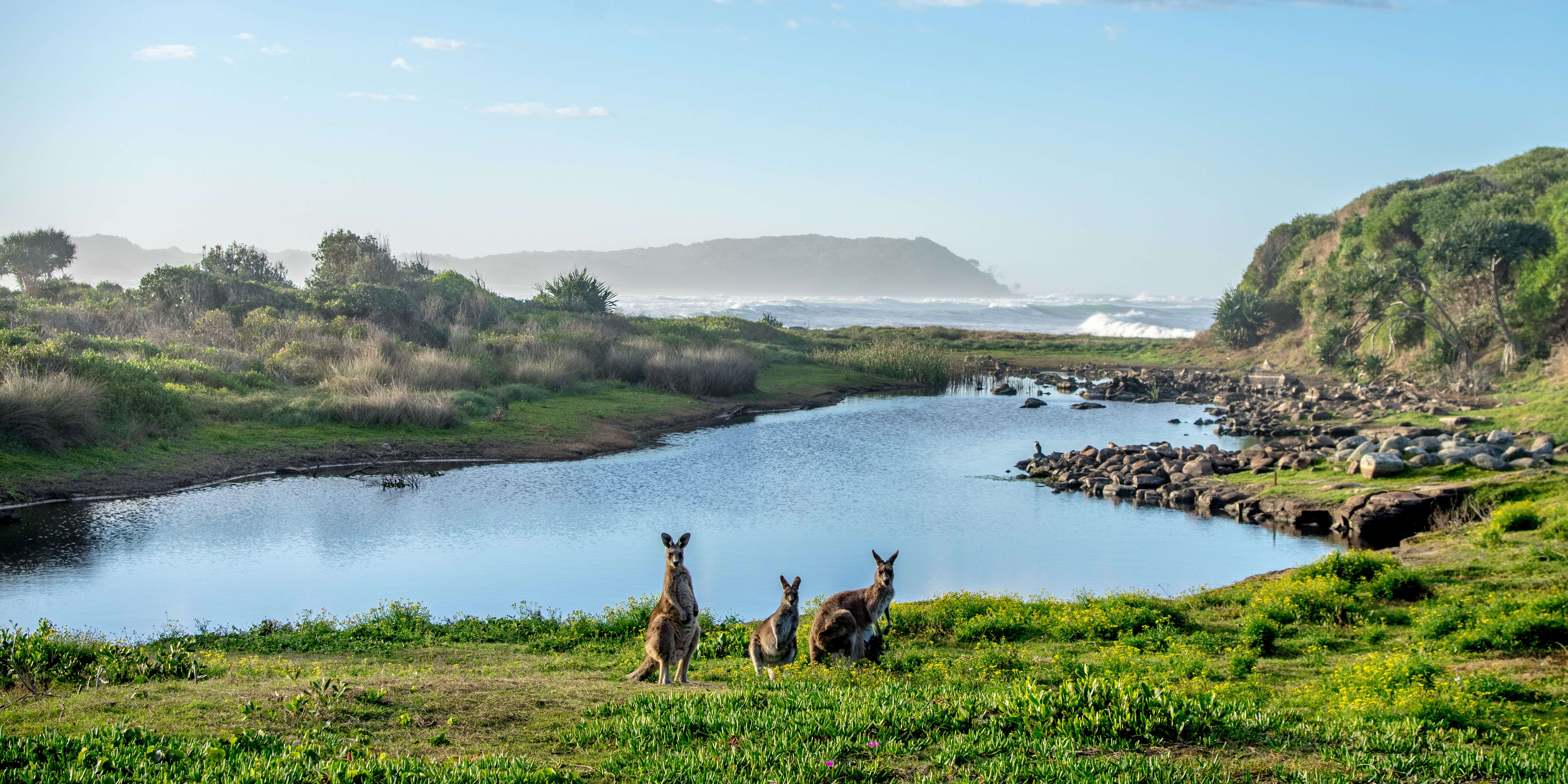 Kangaroos eating grass near estuary