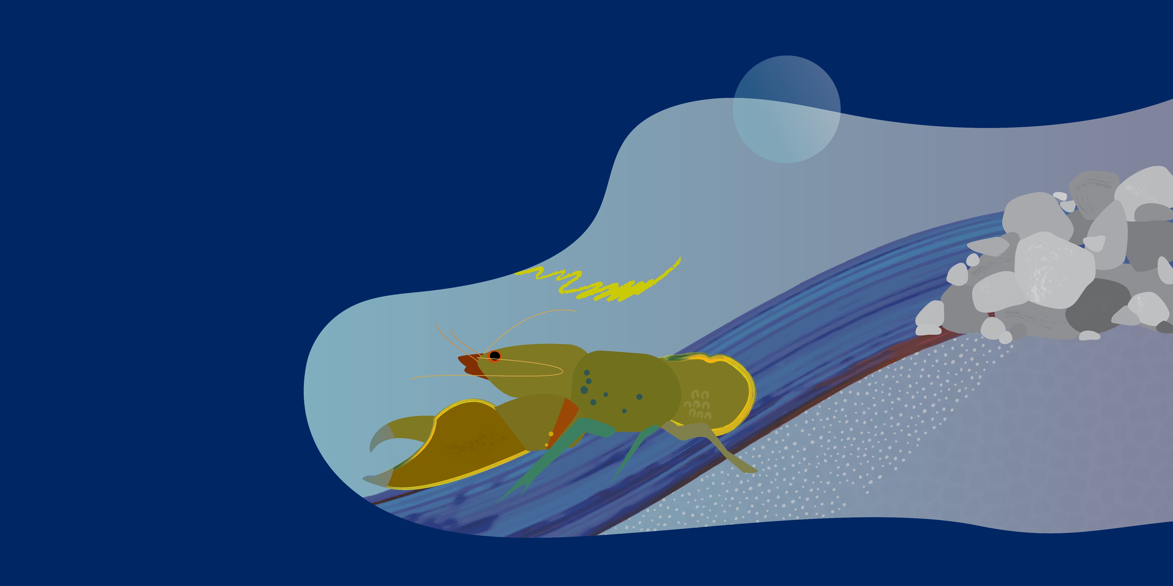 Illustration of aquatic and coastal biodiversity
