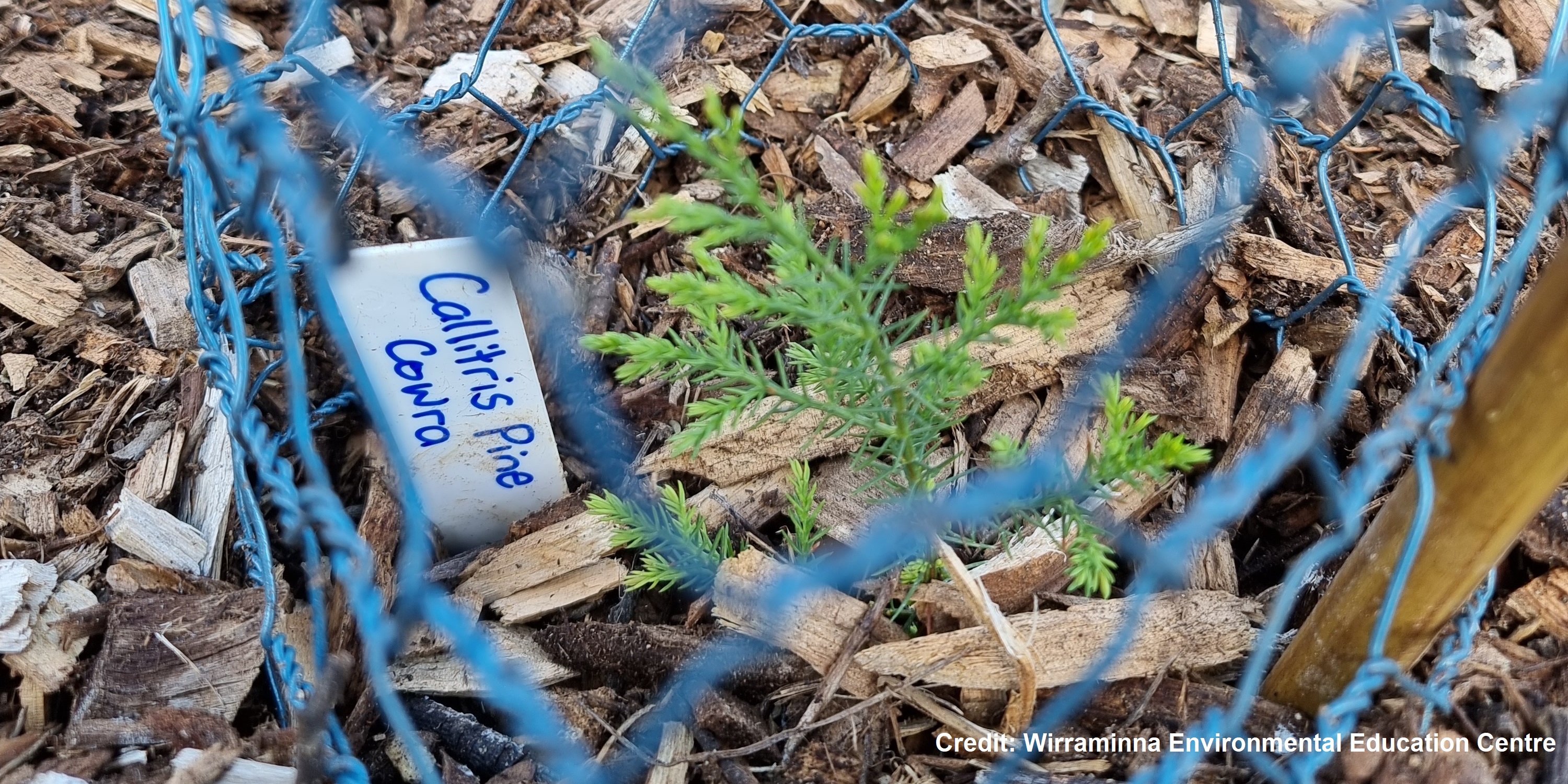 Callitris pine seedling sourced from Cowra