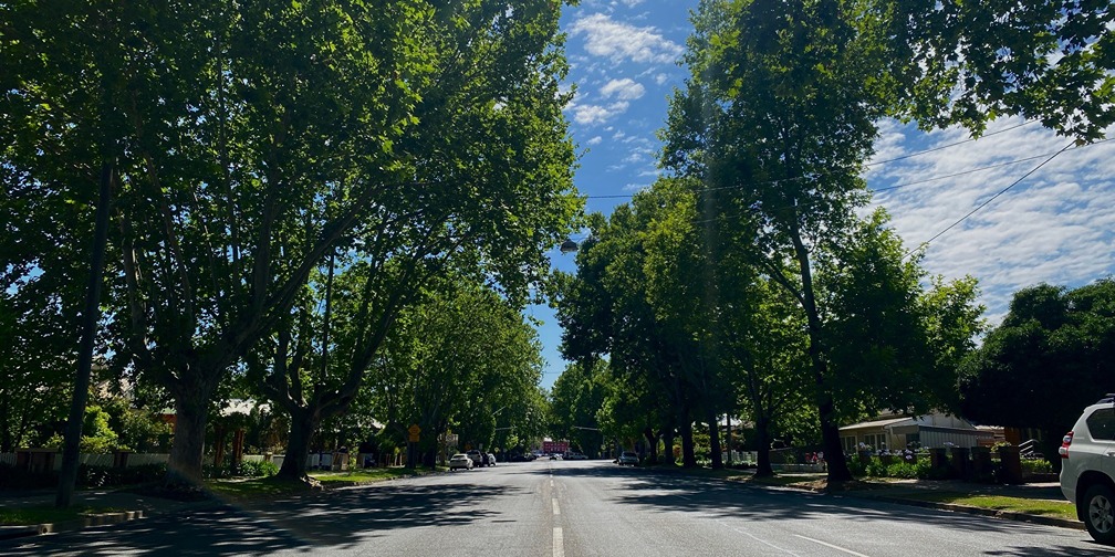 Branching out: How Wagga is growing urban resilience with more trees