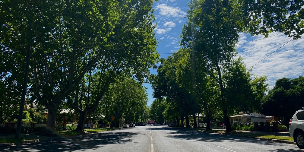 Gurwood St tree canopy