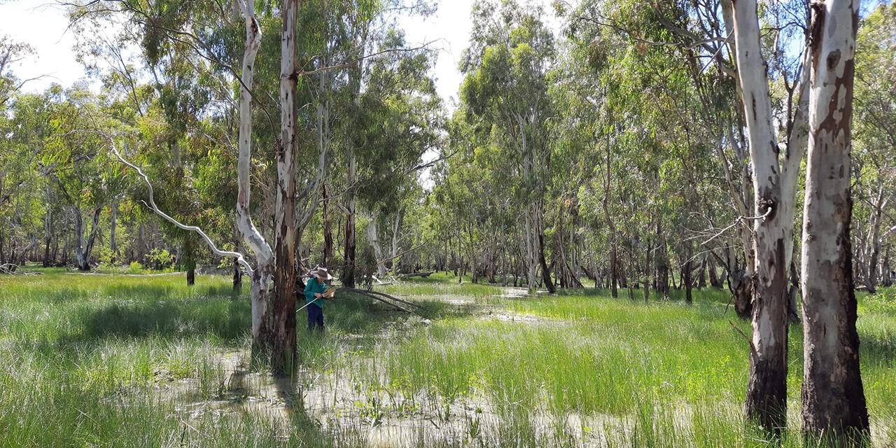 The changing landscape of the Western Murray - Murray River Council