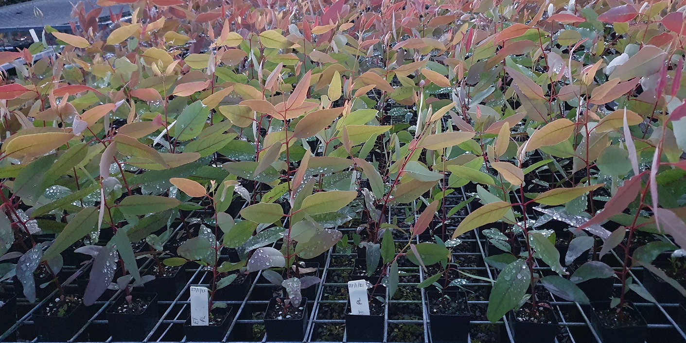 Seedlings ready for planting at one of 11 sites across the region