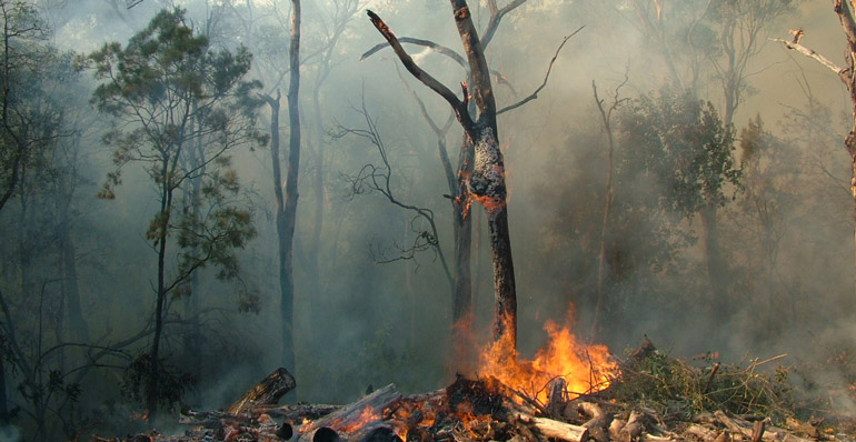 small fire burning in a national park that shows smoke, fire and trees.