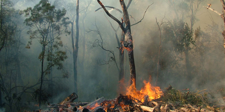 Small fire burning in a national park that shows smoke, fire and trees.