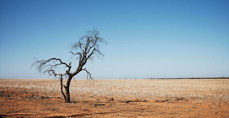 Dead tree in a flat and brown field with blue sky