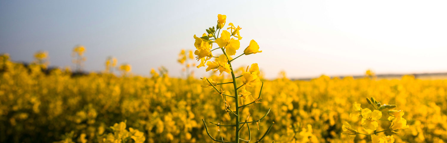 Climate change impacts on our agriculture