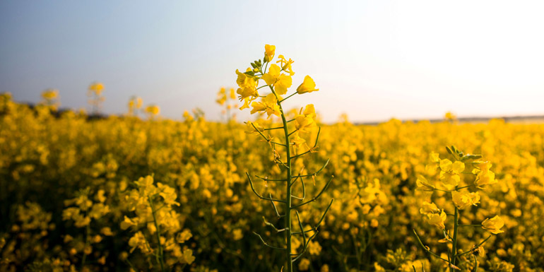 A field of bright yellow flowers against a blue sky
