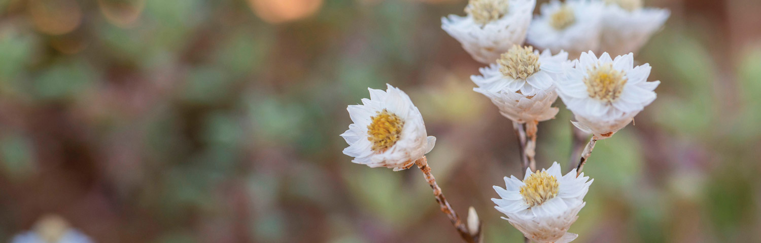 Climate change impacts on our biodiversity