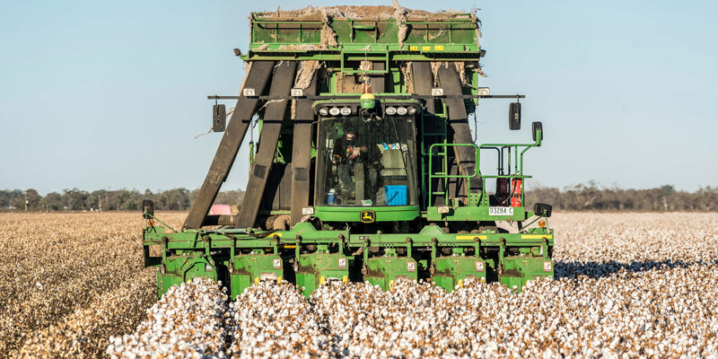 Large green combine harvester harvesting cotton