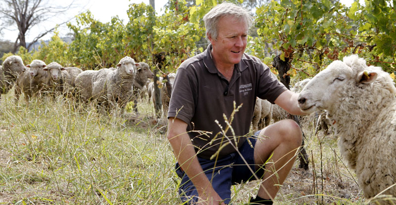 Man smiling with sheep and group of sheep in the background