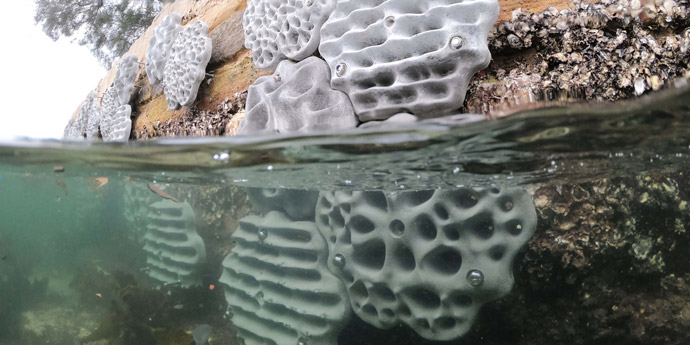 Close up of living seawalls tiles on a  vertical rock seawall with half part under water