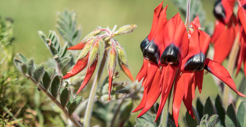 Close up of native Sturt's Desert Pea in Australian Inland Botanic Gardens in Buronga in NSW 