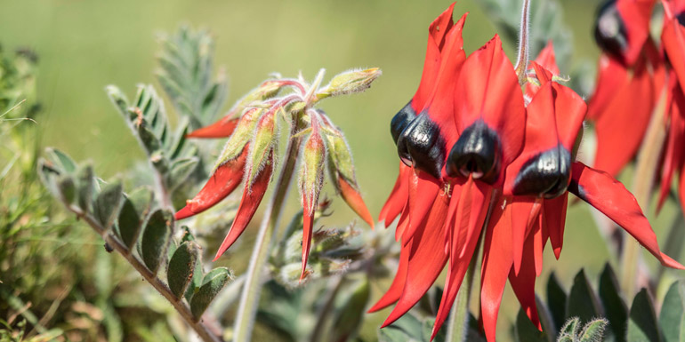 Close up of native Sturt's Desert Pea in Australian Inland Botanic Gardens in Buronga in NSW