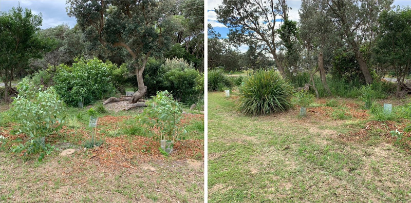 The planting process of Jerry Bailey Oval