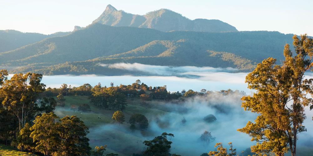 Landscape of trees with fog behind and mountains in the background in the Tweed Range in the North Coast of NSW