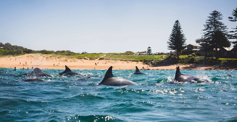 Landscape from the ocean of a group of dolphins with their dorsal fin popping out at the surface with the beach in the background