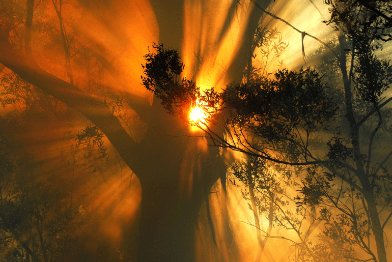 Tree silhouettes against a background of orange bushfire smoke 