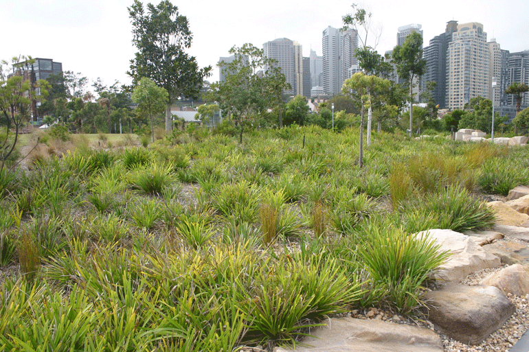 Green parklands in front of a Sydney city skyline. 