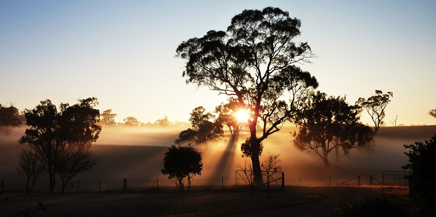 Photograph of the sunrise over a field with rays of sunlight shining through the tree's.  