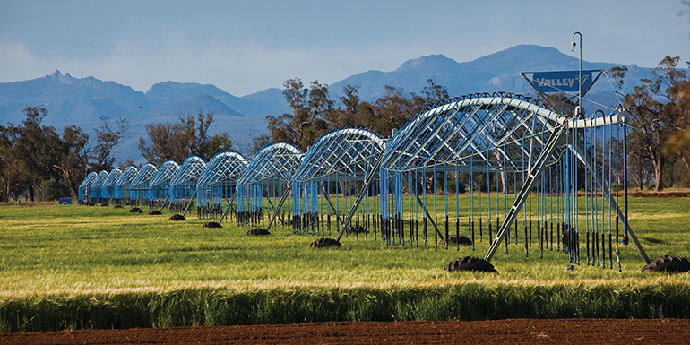 Irrigation of corn fields