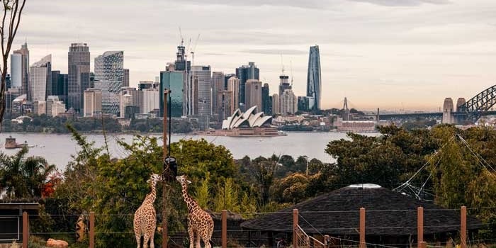 Two giraffes at the zoo in the foreground, and sydney harbour in the background 