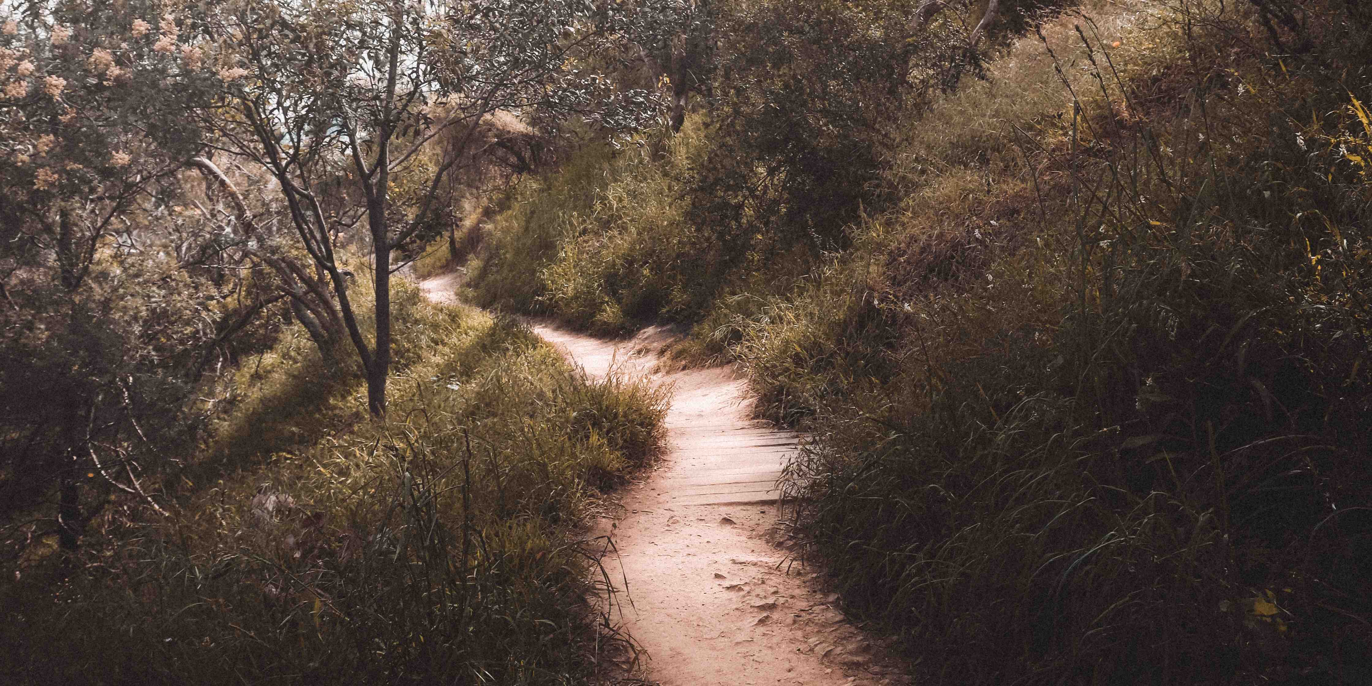 A dirt path through bushy terrain 