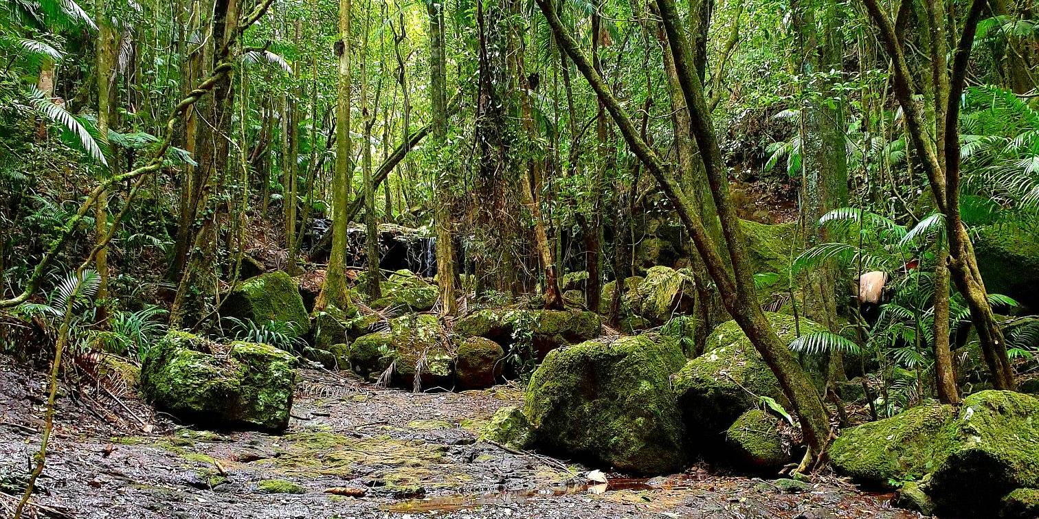 e The first holistic adaptation plan aims to protect a world heritage rainforest from climate change impacts