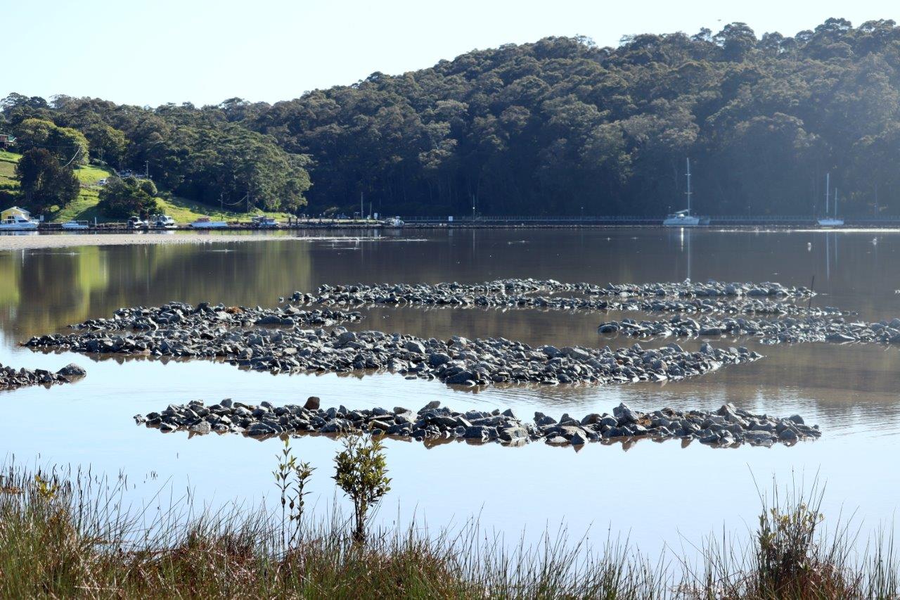 The intertidal Sydney Rock Oyster reef partly submerged