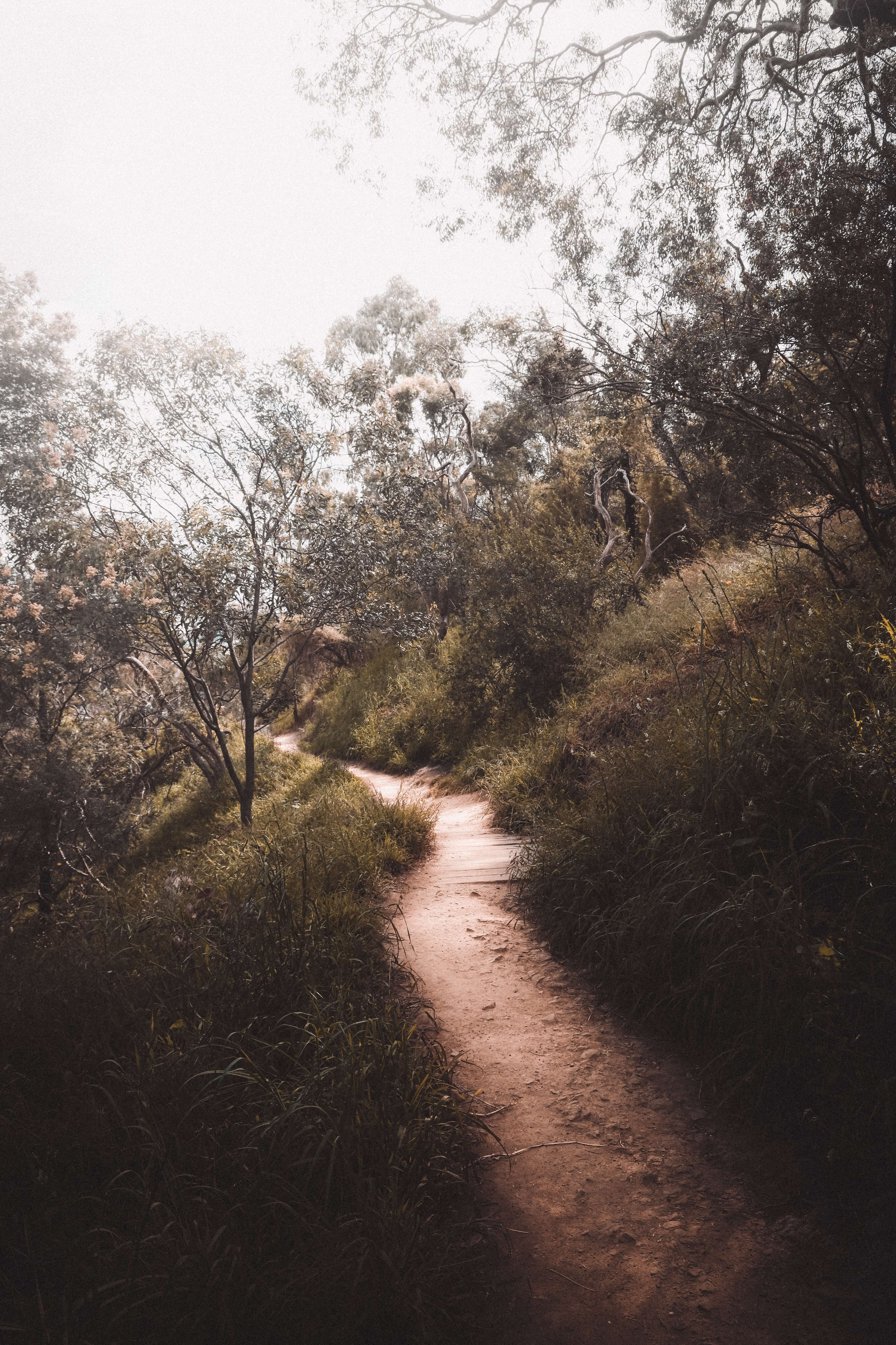 Pathway leading into the bush