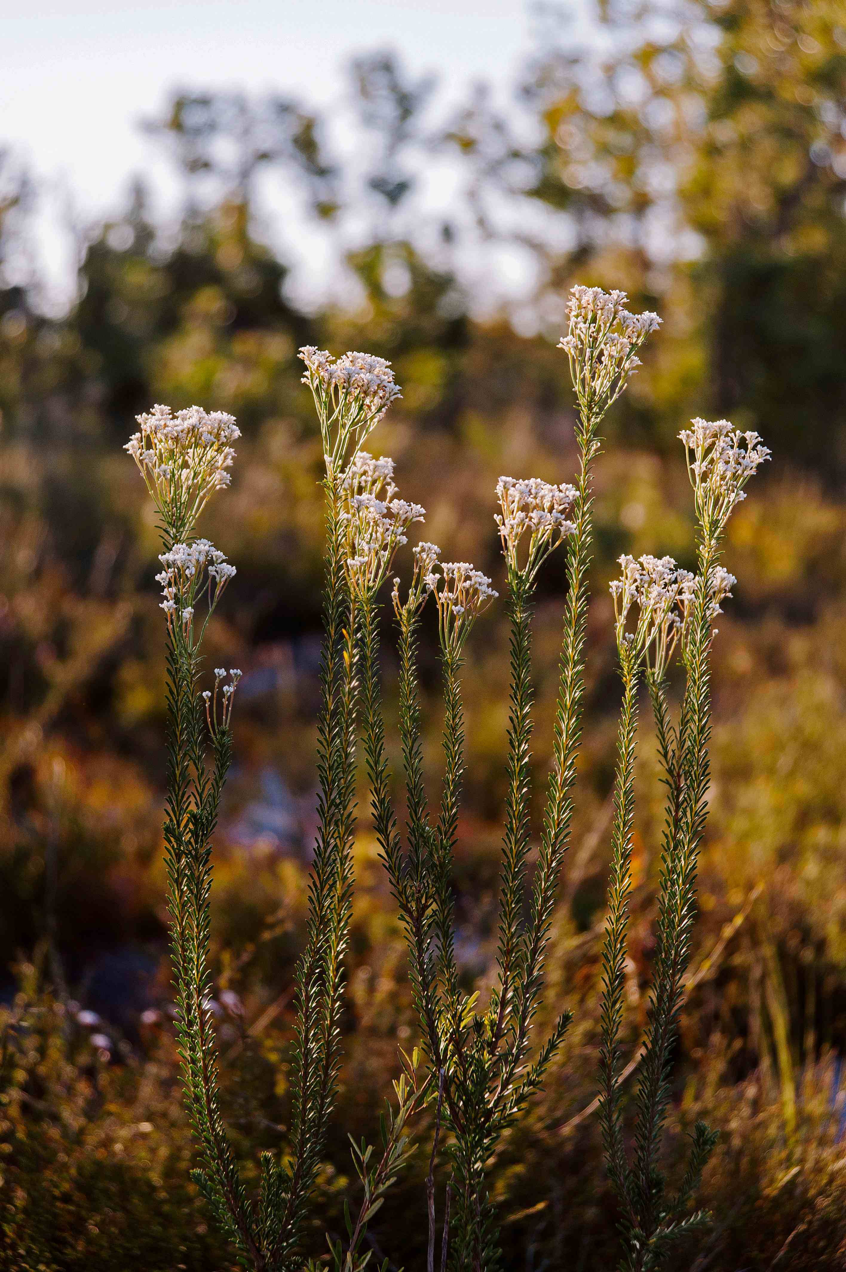 A grouping of tall, narrow-leaved plants bearing clusters of small, white flowers is depicted in sharp focus, set against a gently blurred backdrop of a wooded area. 