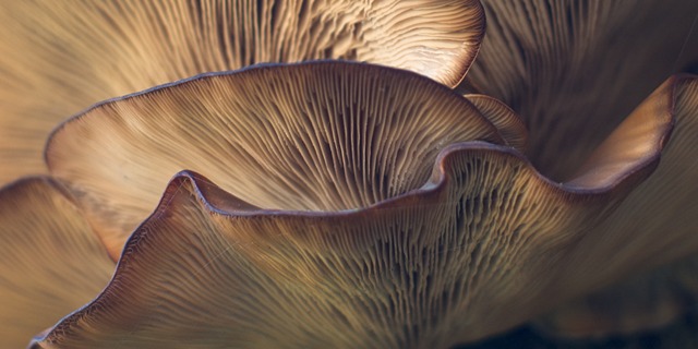 close up image of underside of mushrooms