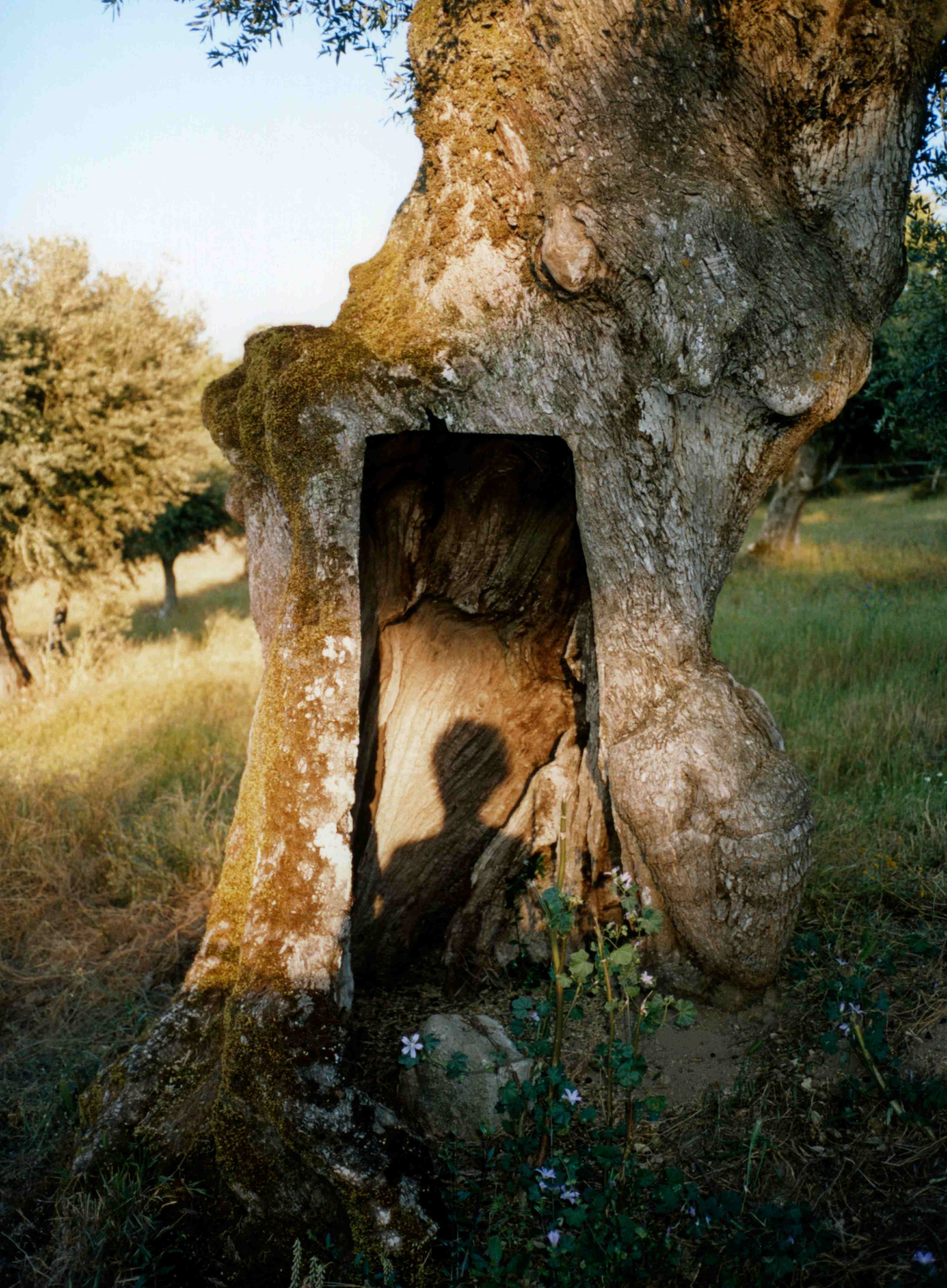 A show cast on a tree