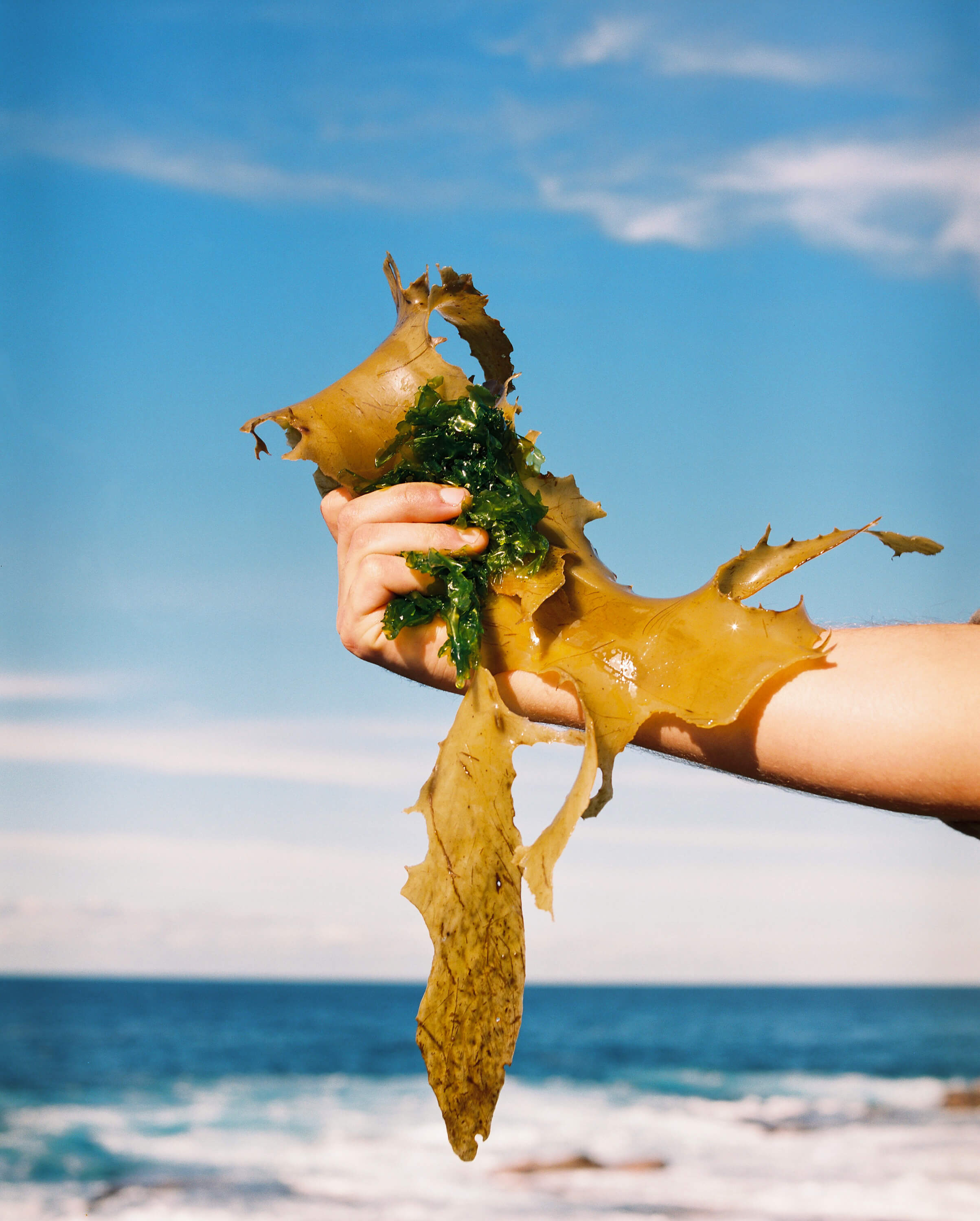 a hand holding a bunch of seaweed
