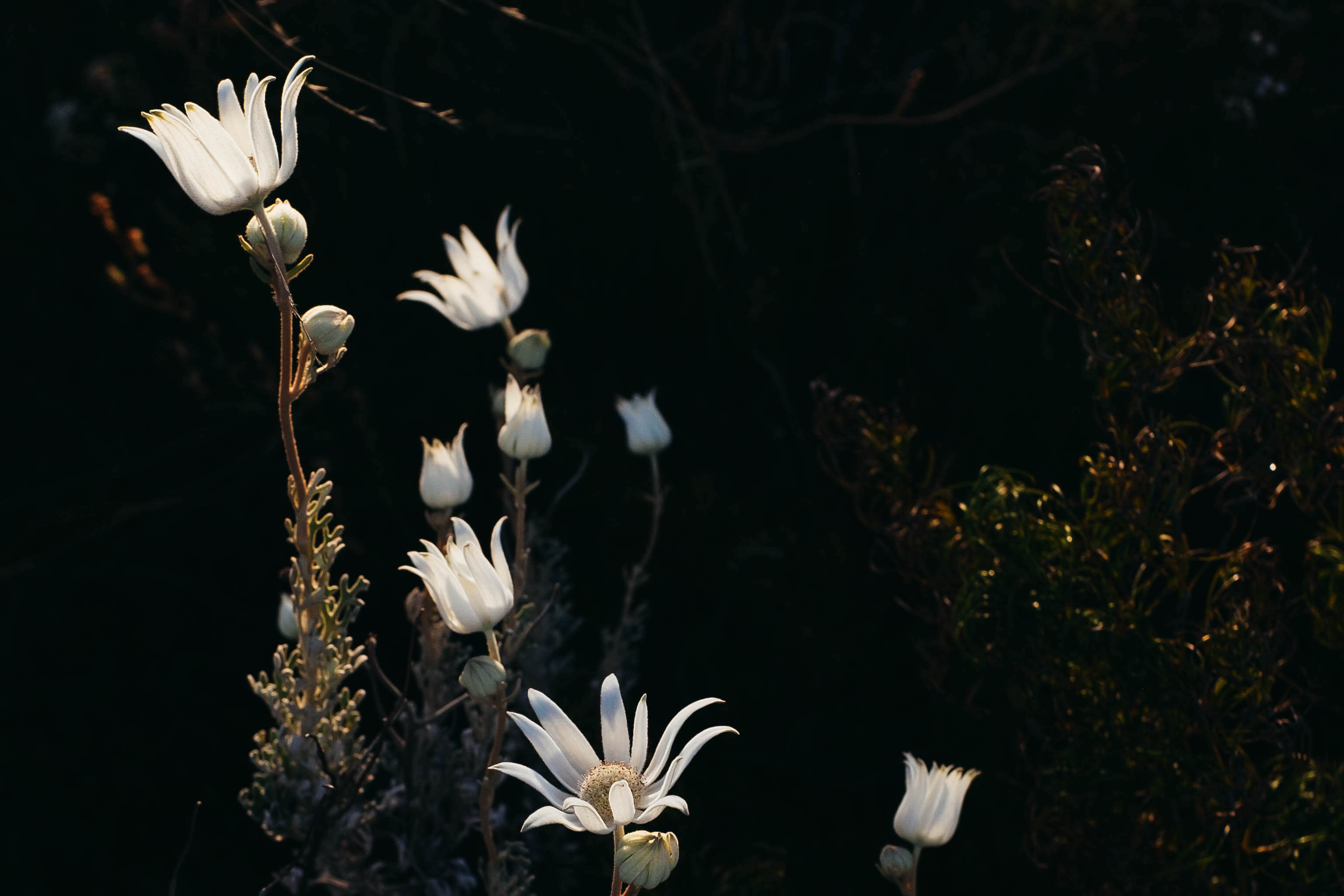 White flannel flowers in bloom against a dark backdrop.