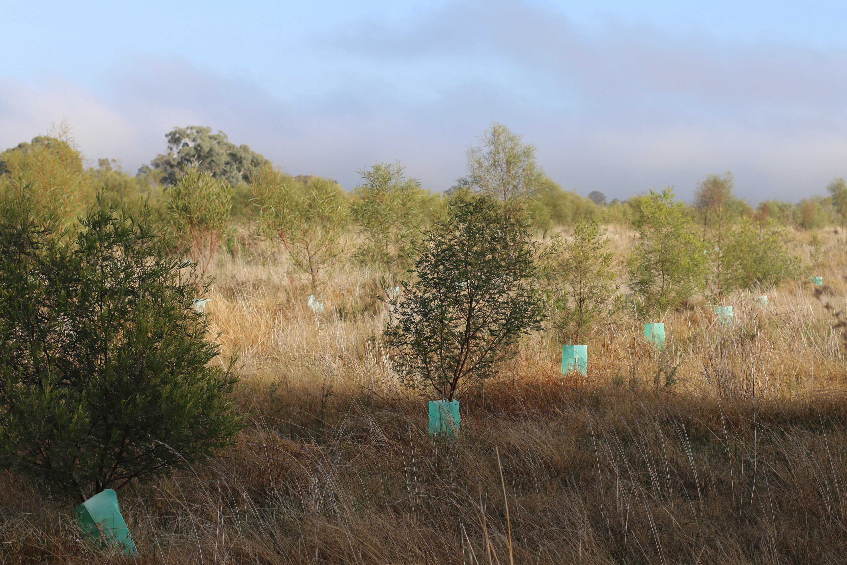 Trees planted in a field for a restoration project