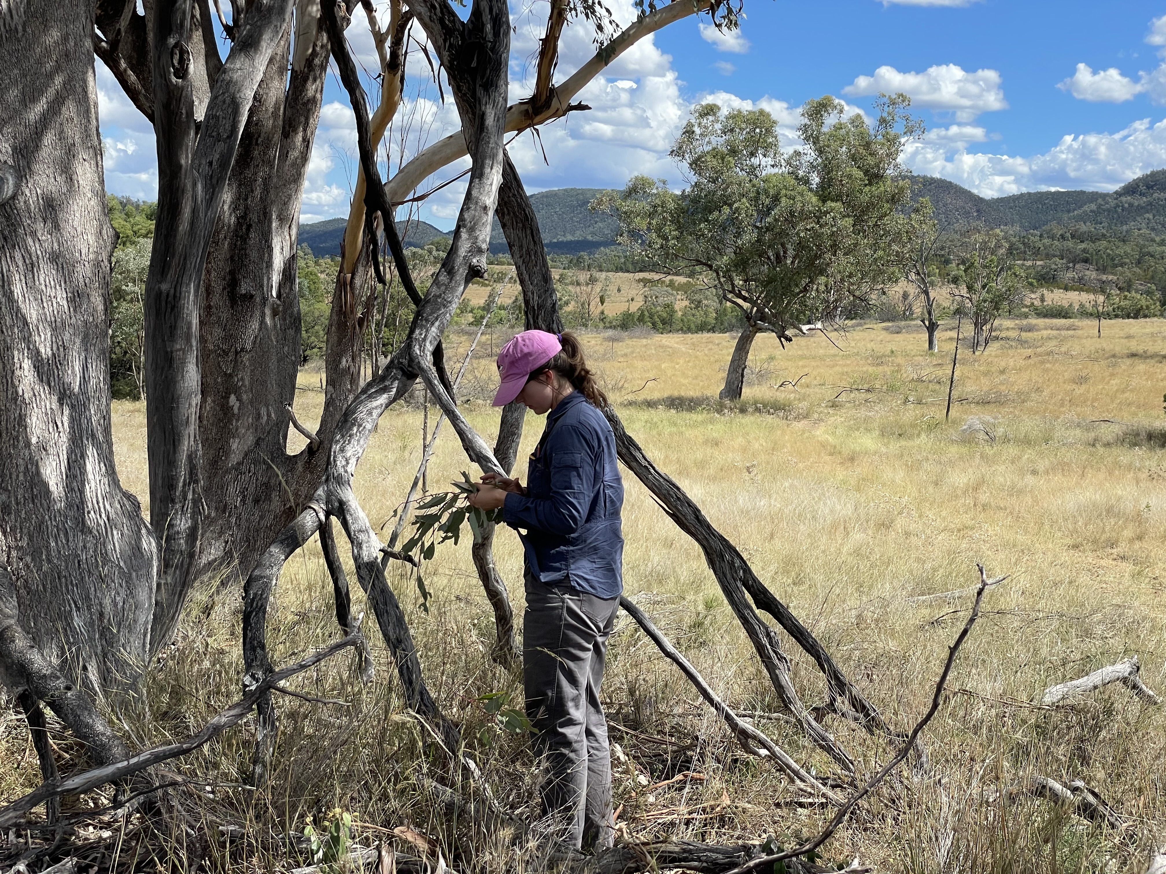 Person holds leaves in Box Gum grassy woodland 