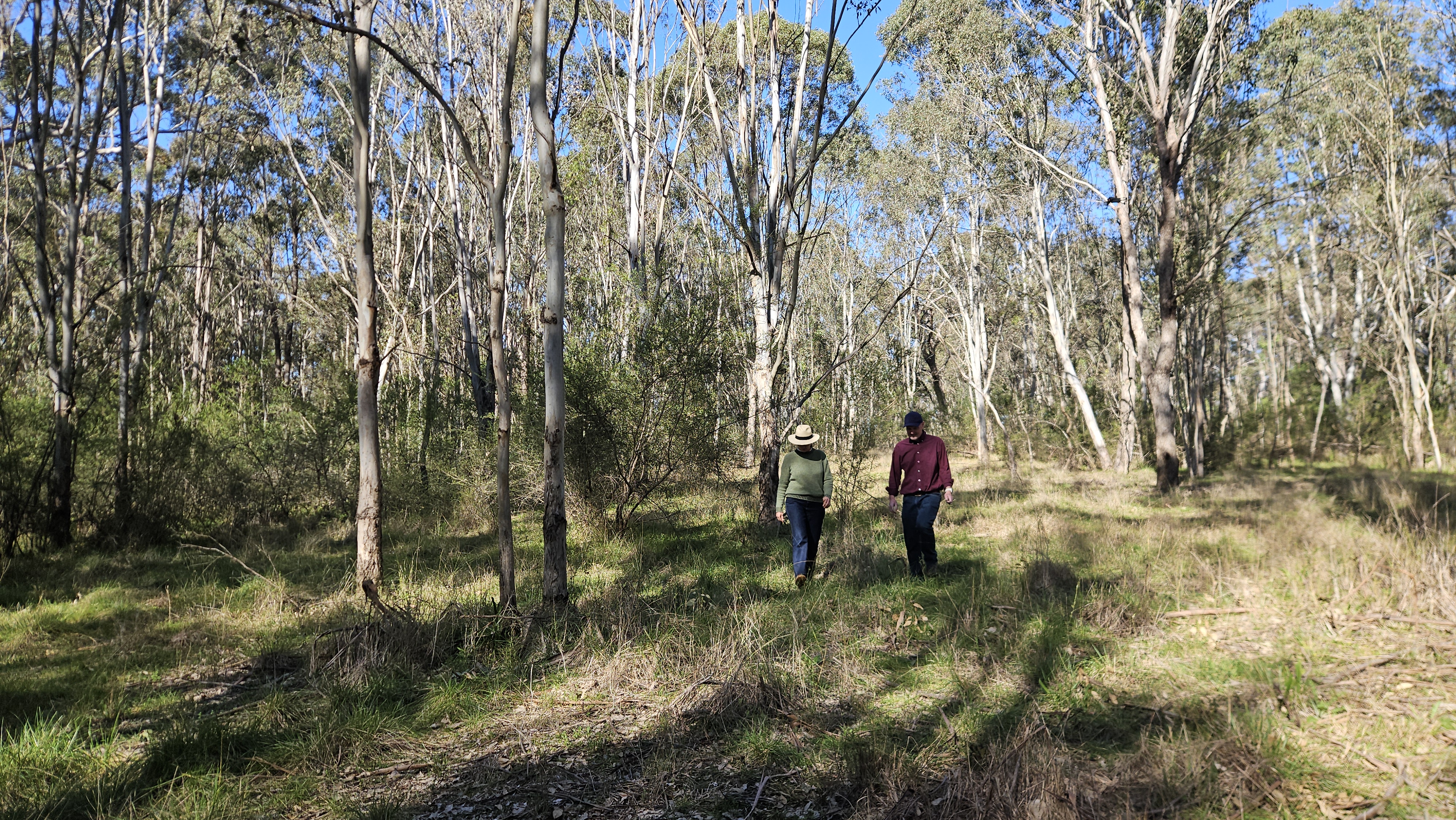 Two people walking in Cumberland Plain Woodland Remnant Mount Annan
